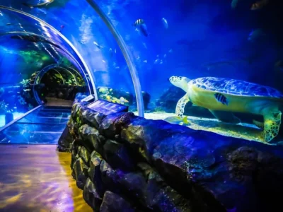 National Sea Life Centre Entrance Ticket