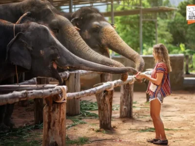Elephant Jungle Sanctuary Half-Day Visit with Meal