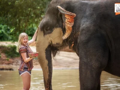 Elephant Jungle Sanctuary Half-Day Visit with Meal