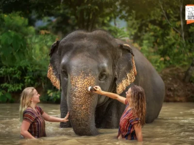 Elephant Jungle Sanctuary Half-Day Visit with Meal