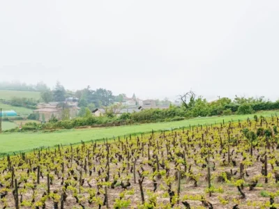 Golden Stones Beaujolais Wine Tasting Tour