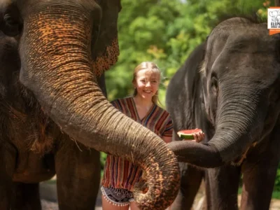 Elephant Jungle Sanctuary Half-Day Visit with Meal